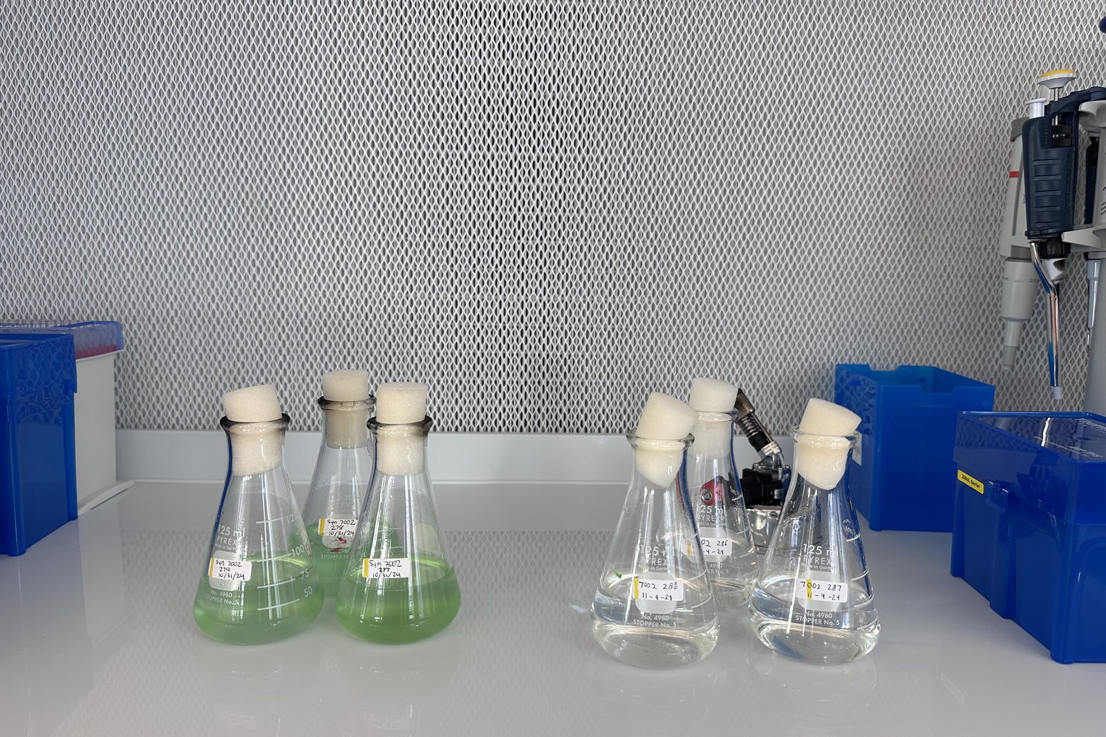 Flasks of cyanobacteria cultures in a laboratory hood, some green with growth and some still clear