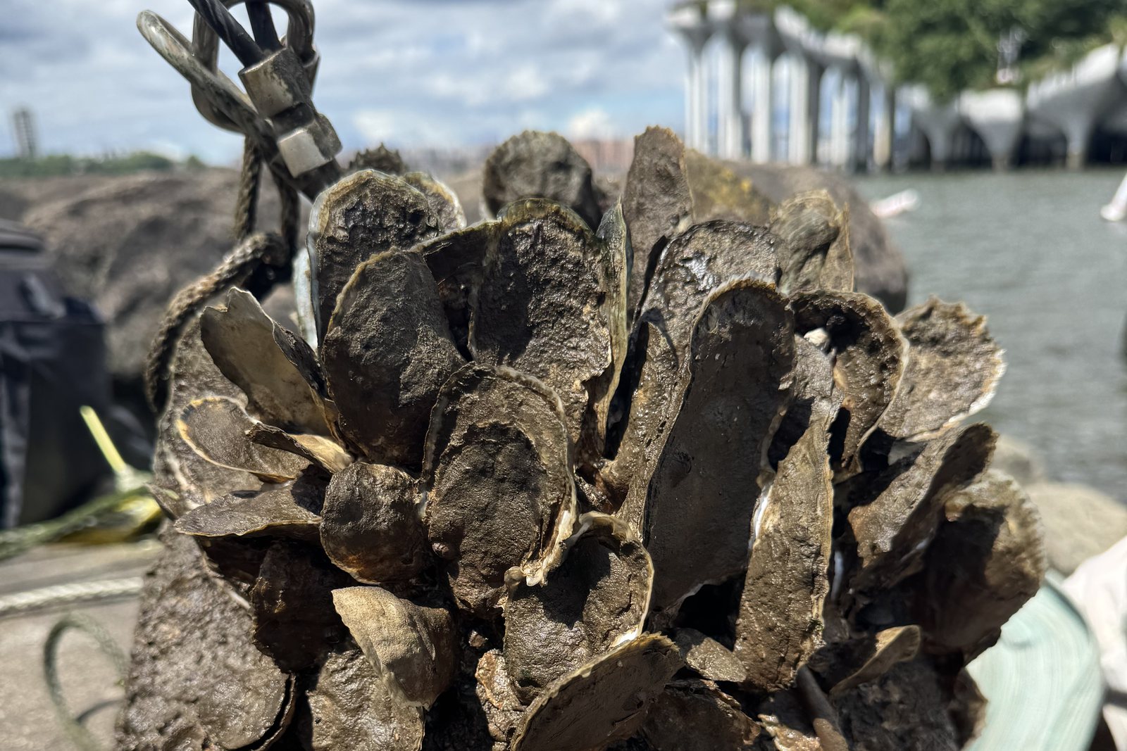 A reef ball covered in oysters on the Hudson River waterfront, with Little Island in the background