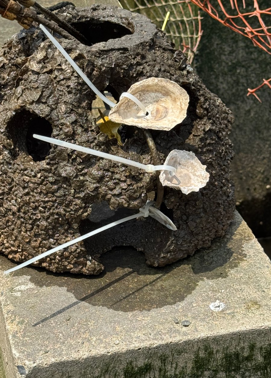Cured oyster shells zip-tied to a concrete reef ball on a pier before incubation in the Hudson River
